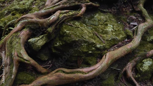 Complex tree root system visible above ground covered in moss, beautifully winding and twisting; Japan photo