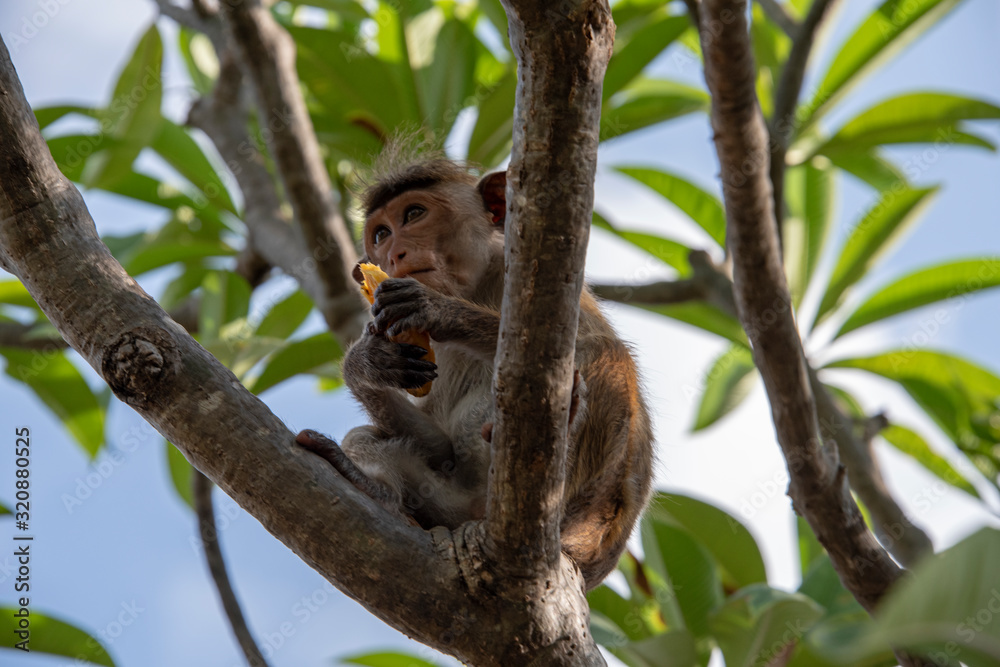 Toque macaque  sitting in a tree