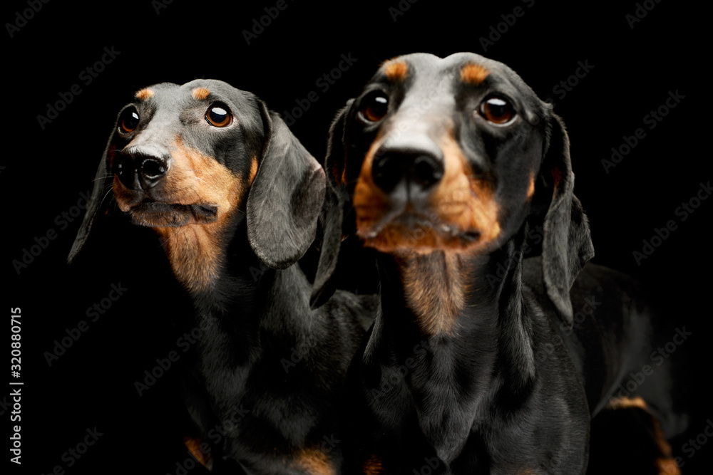 Portrait of two adorable Dachshunds