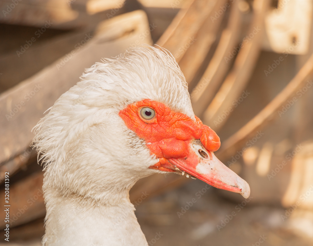 White Muscovy duck close up beautiful, domesticated birds
