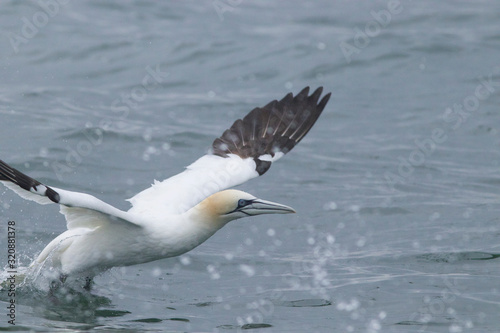 Gannet in the North Sea