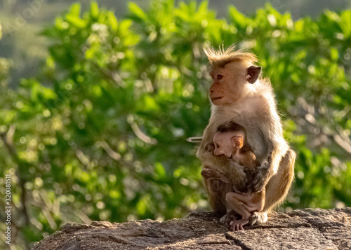 Mother and child, Toque macaque