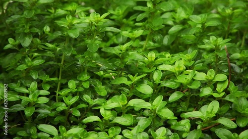 Wallpaper Mural Rain drops slowly falling on green leaves of Thyme herb bush, calming meditation nature footage. Torontodigital.ca