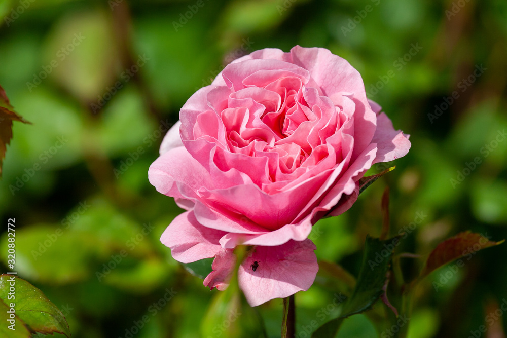 Pink rose blooming in the summer Pink rose blooming in the summer