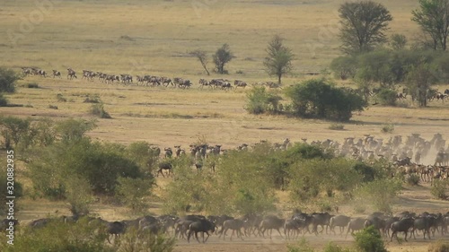 A massive herd of Wildebeest run towards a safari vehicle during the great migration. photo