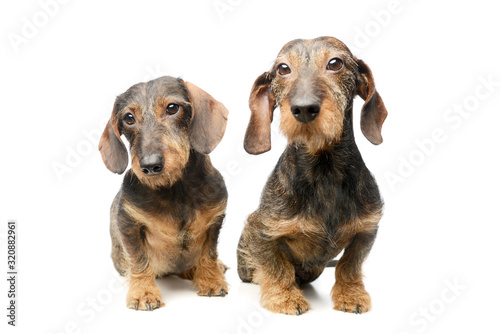 Studio shot of two adorable Dachshunds