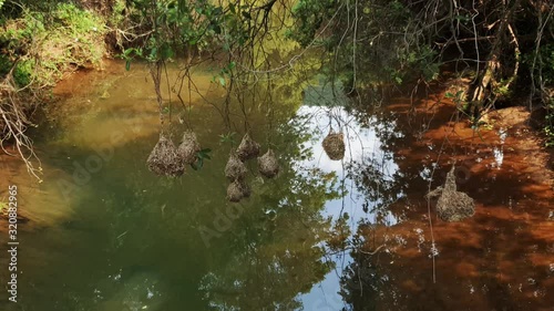 Crocodile river water flowing with weaver bird nest hanging over the stream  at walter sisulu national botanical gardens in roodepoort, South Africa. photo