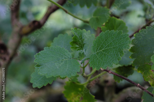 Tetradenia riparia (2019) photo