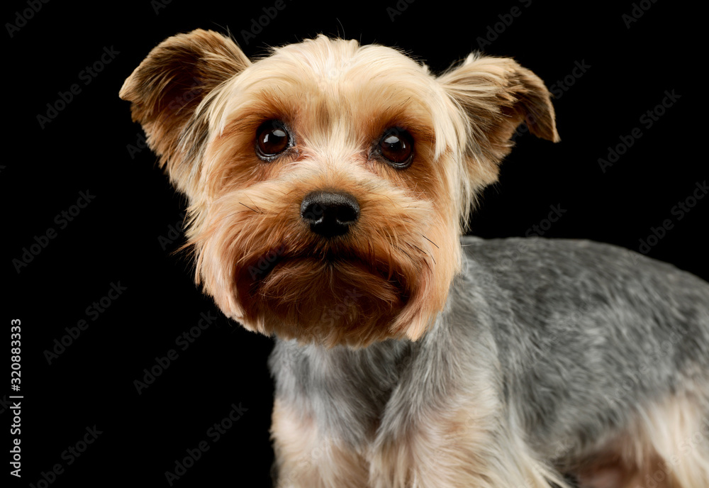 Portrait of an adorable Yorkshire Terrier Portrait of an adorable Yorkshire Terrier