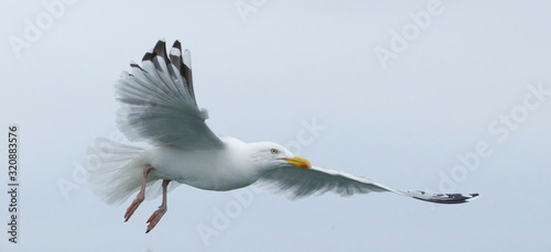 Herring gull feeding I the North Sea photo