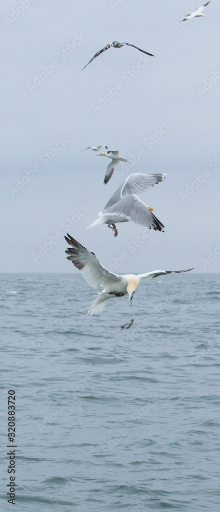Herring gull feeding I the North Sea