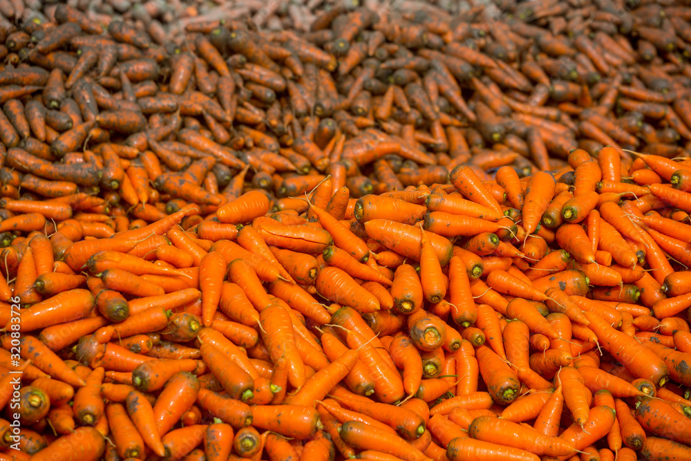 Un-washed and dirty carrot washing on throw pipe water. Food background. Near Savar District at Dhaka, Bangladesh. Un-washed and dirty carrot washing on throw pipe water. Food background. Near Savar District at Dhaka, Bangladesh.