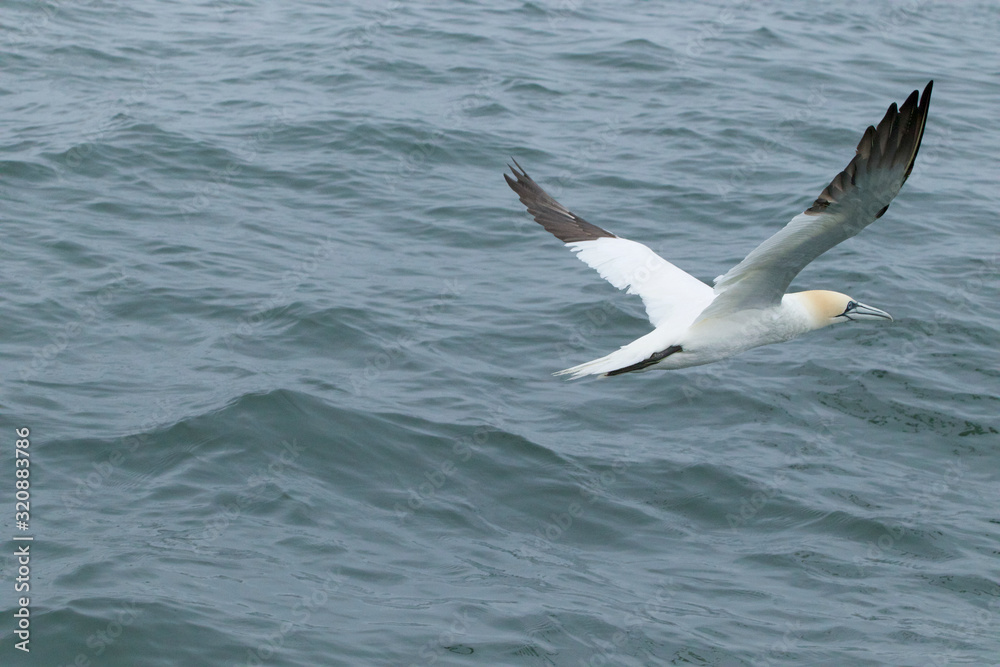 Gannets feeding I the North Sea