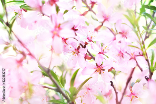 Spring blossom/springtime cherry bloom, bokeh flower background, pastel and soft floral card, selective focus, shallow DOF, toned © ulada