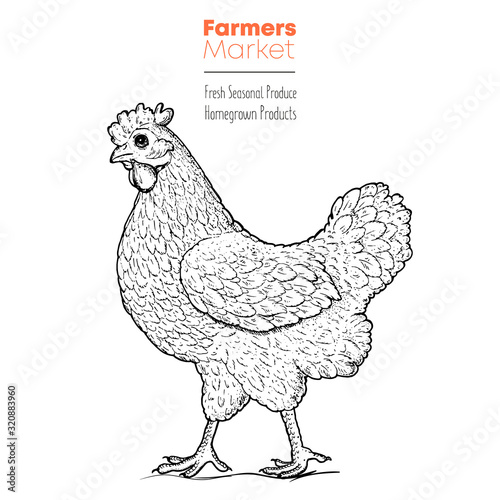 Chicken hand drawn illustration. Vintage chicken sketch. Design element. Chicken farm label.