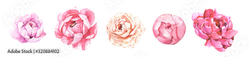 Watercolour hand painted botanical gentle peony flowers illustration set isolated on white background