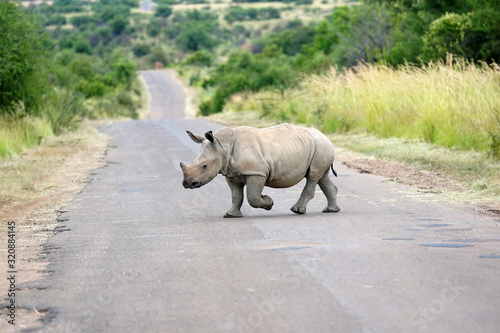 Baby Rhino photo