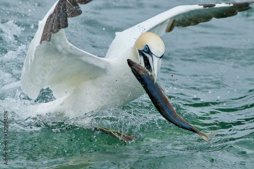 Gannets feeding I the North Sea