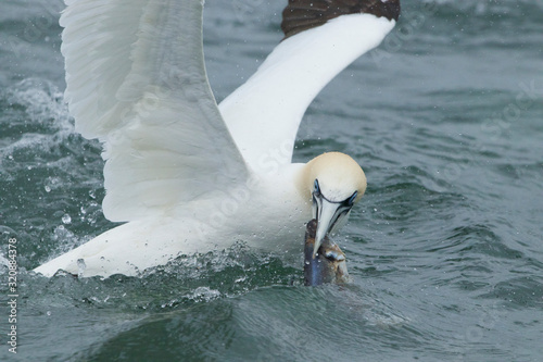 Gannets feeding I the North Sea