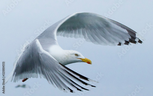 Herring gull feeding I the North Sea