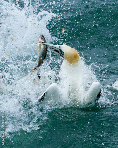 Gannets feeding I the North Sea