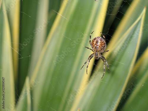 An orb spider