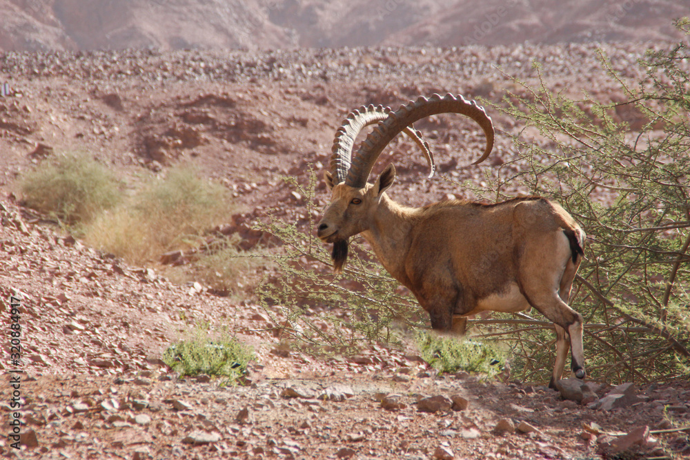 A beautiful graceful animal, the Nubian mountain goat with huge curled horns