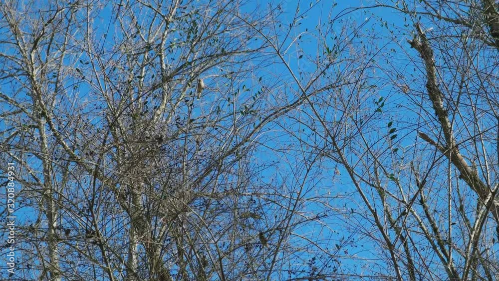 A flock of Cedar Waxwing birds sitting high up into the trees with a clear blue sky in the background and flying from tree to bushes eating the berries on a bright sunny day in winter A flock of Cedar Waxwing birds sitting high up into the trees with a clear blue sky in the background and flying from tree to bushes eating the berries on a bright sunny day in winter