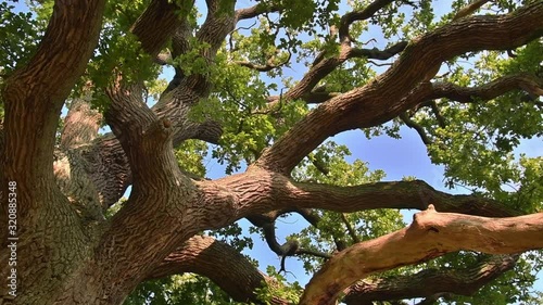 Rotating worm's eye view of thick branches and foliage of centuries old English oak / pedunculate oak (Quercus robur) in late summer / autumn photo