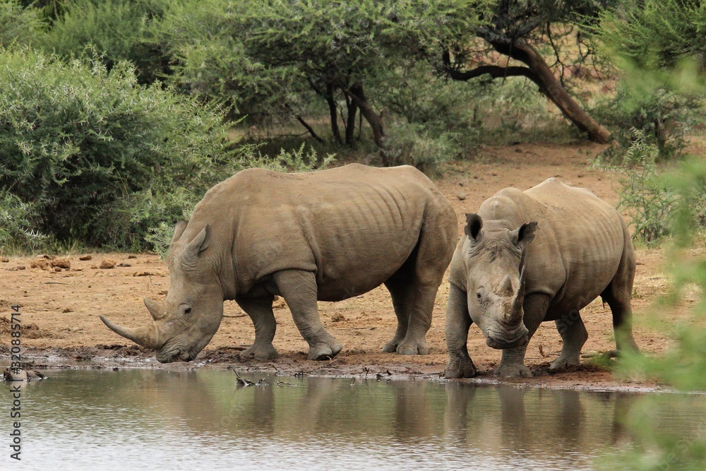 Fototapeta premium Two rhino at a waterhole