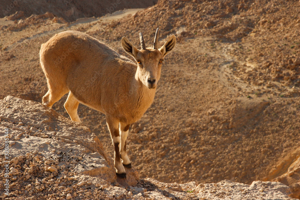 A beautiful graceful animal, the Nubian mountain goat with huge curled horns, is found in Israel. Goat cub A beautiful graceful animal, the Nubian mountain goat with huge curled horns, is found in Israel. Goat cub