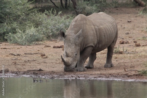 A rhino at a waterhole