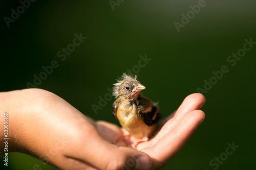 baby bird in hand