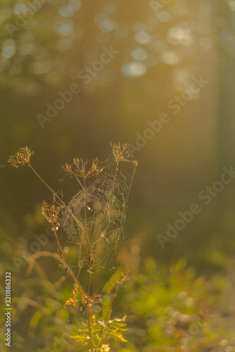 Plants in the green nature with blurred background