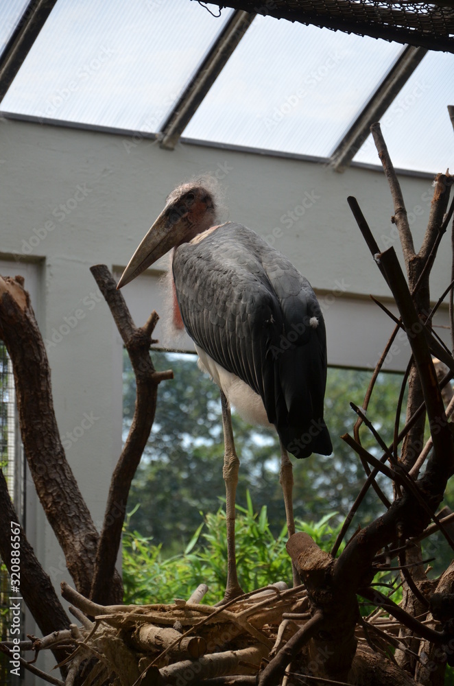 Fototapeta premium African Marabou Leptoptilos crumeniferus in Frankfurt zoo