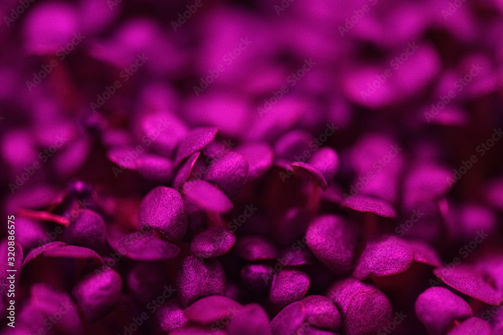 Healthy food concept. Young microgreens in violet grow light close up texture background