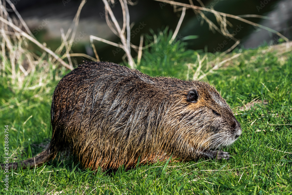 Muskrat just emerged from the water in the grass on the shore of the reservoir. Muskrat just emerged from the water in the grass on the shore of the reservoir.