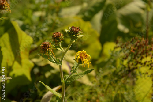 Фотография ashy sunflowers in late summer with brown dried petals, helianthus mollis autumn