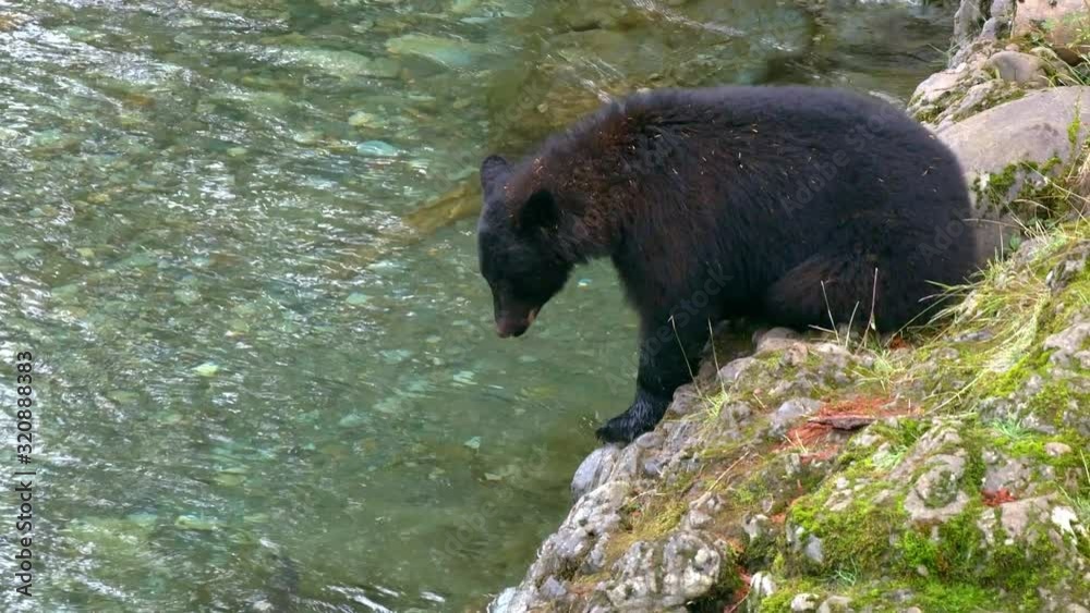Young black bear trying to catch salmon using an interesting technique from the shore of the stream Young black bear trying to catch salmon using an interesting technique from the shore of the stream