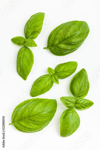 Basil isolated on white background. Top view.