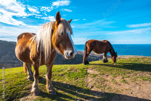 Two horses free from Mount Jaizkibel near San Sebastian  Gipuzkoa. Spain