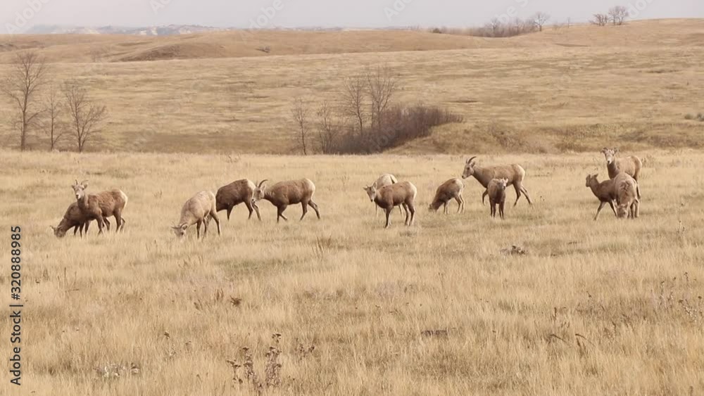 Herd of bighorn sheep grazing and walking in the grasslands of Theodore Roosevelt National Park in ND, North Unit Herd of bighorn sheep grazing and walking in the grasslands of Theodore Roosevelt National Park in ND, North Unit
