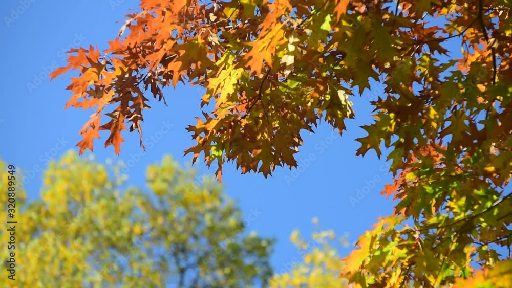 Rack focus on foliage of northern red oak tree showing leaves in autumn colours Rack focus on foliage of northern red oak tree showing leaves in autumn colours
