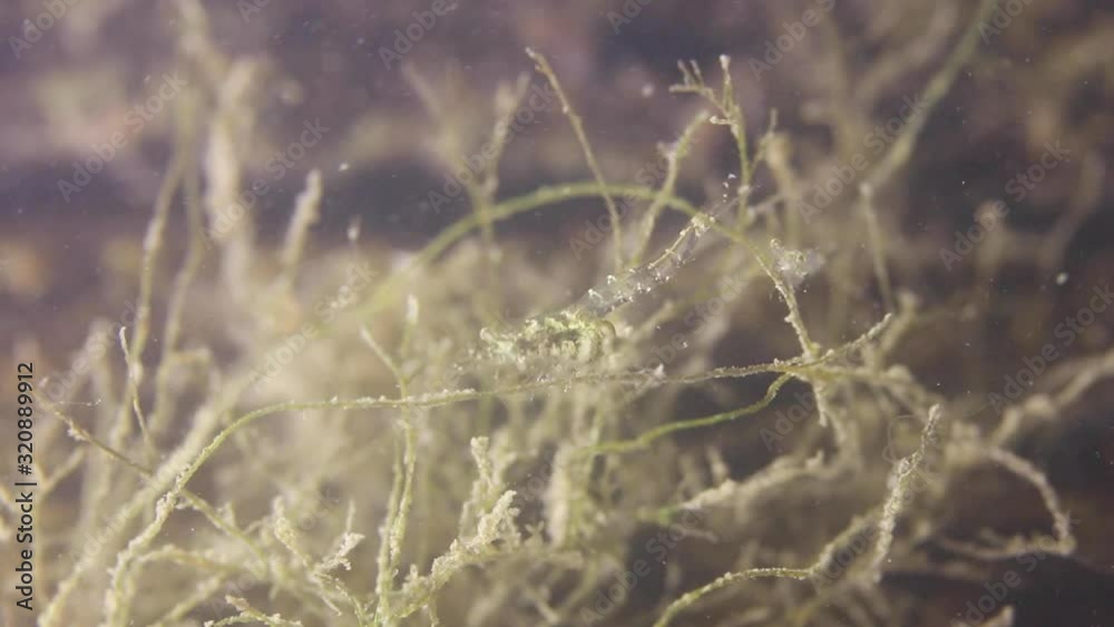 Underwater macro shot of freshwater shrimps Underwater macro shot of freshwater shrimps
