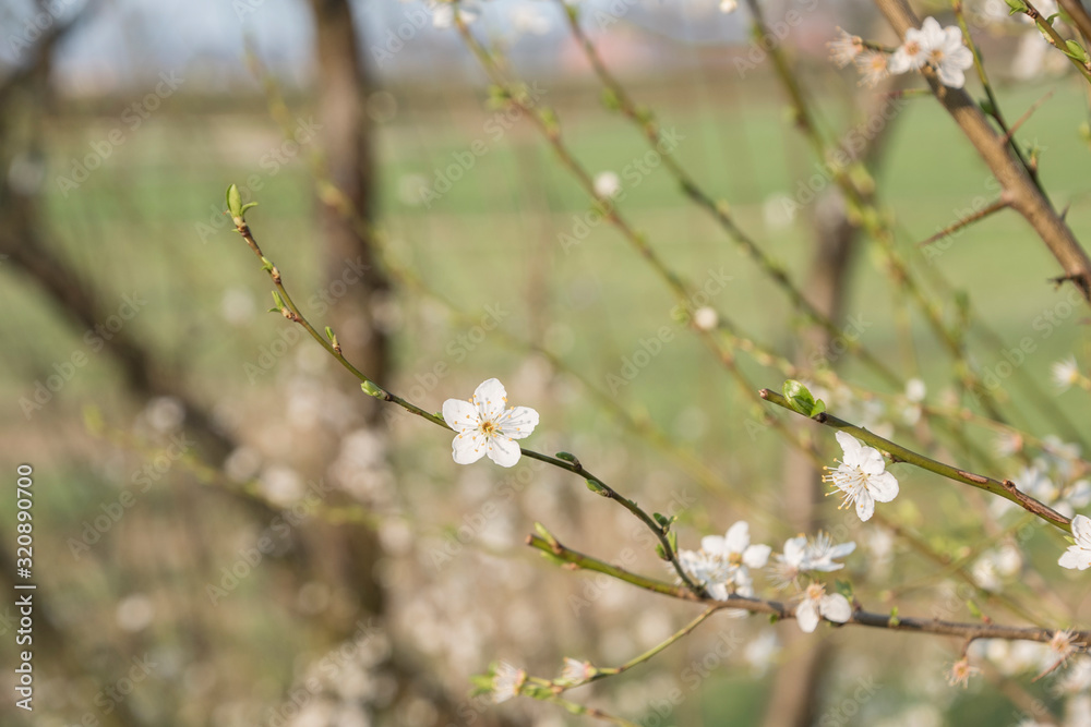 Cherry blossoms branch against a blurred background with other blossoming cherry branches Cherry blossoms branch against a blurred background with other blossoming cherry branches