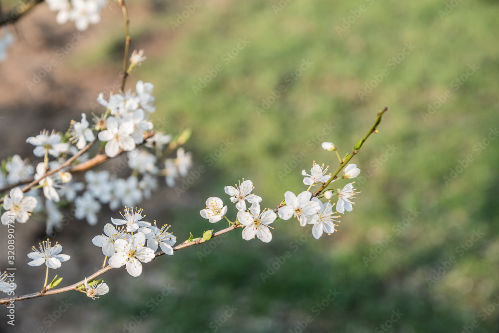 Cherry blossoms branch against a blurred background with other blossoming cherry branches