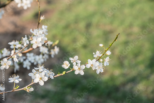 Cherry blossoms branch against a blurred background with other blossoming cherry branches © britaseifert