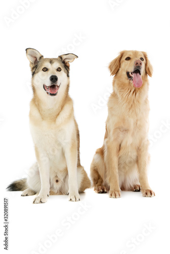 Fototapeta Naklejka Na Ścianę i Meble -  Studio shot of adorable Golden retriever and a mixed breed dog