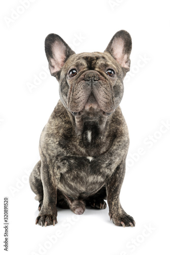 Fototapeta Naklejka Na Ścianę i Meble -  Studio shot of a beautiful French Bulldog