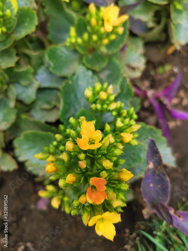 flores amarillas ya nacidas y muchas otras que estan por abrirse 